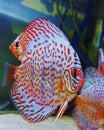 discus fish indonesia