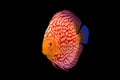 Discus fish isolated in a black background Royalty Free Stock Photo
