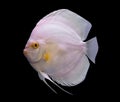 Discus fish isolated in a black background Royalty Free Stock Photo