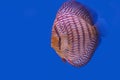 Discus fish isolated on a blue background Royalty Free Stock Photo