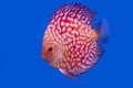 Discus fish isolated on a blue background Royalty Free Stock Photo