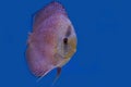 Discus fish isolated on a blue background Royalty Free Stock Photo