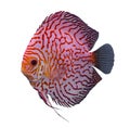 Discus fish isolated in a white background