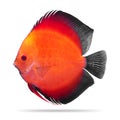 Discus fish isolated on white background. Pompadour. Clipping path Royalty Free Stock Photo