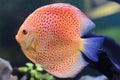 Discus fish, Orange Symphysodon Discus.