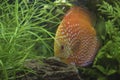 A freshwater discus fish