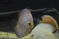 A freshwater discus fish