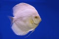 A freshwater discus fish