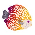 Discus Fish or Pompadour Fish. Vector illustration Royalty Free Stock Photo