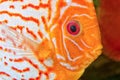 Discus fish portrait