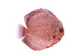 Discus fish red snake skin illustration Royalty Free Stock Photo