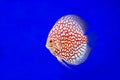 Discus Fish, snake skin Royalty Free Stock Photo