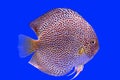 Discus fish snaks skin Royalty Free Stock Photo