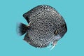 Discus fish snaks skin Royalty Free Stock Photo