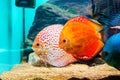 Discus fish Royalty Free Stock Photo