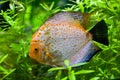 Discus fish swimming Royalty Free Stock Photo