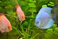 Discus fish swimming Royalty Free Stock Photo