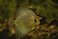 Discus fish swimming in freshwater Royalty Free Stock Photo