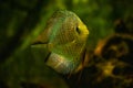 discus fish swimming in freshwater Royalty Free Stock Photo