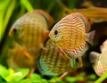 Discus fish swimming underwater Royalty Free Stock Photo