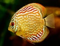 Discus fish (Symphysodon) Royalty Free Stock Photo