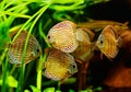 Discus fish (Symphysodon)