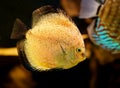 Discus fish (Symphysodon) Royalty Free Stock Photo