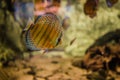 Discus fish Royalty Free Stock Photo