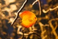 Discus fish Symphysodon swimming underwater in Amazonian river. Royalty Free Stock Photo