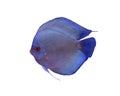 Discus fish on white background