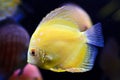 Discus fish, yellow Symphysodon Discus.