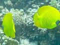 yellow discus fishes in the sea