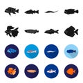 Discus, gold, carp, koi, scleropages, fotmosus.Fish set collection icons in black,flet style vector symbol stock