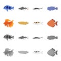 Discus, gold, carp, koi, scleropages, fotmosus.Fish set collection icons in cartoon,monochrome style vector symbol stock
