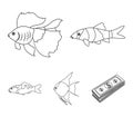 Discus, gold, carp, koi, scleropages, fotmosus.Fish set collection icons in outline style vector symbol stock