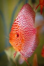 Discus leopard snake skin, amazon fish, exotic fish