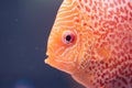 Discus Symphysodon, freshwater fish native to the Amazon River, in fishtank Royalty Free Stock Photo