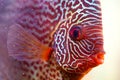 Discus Symphysodon, freshwater fish native to the Amazon River, in fishtank Royalty Free Stock Photo