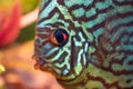 Discus Symphysodon, freshwater fish native to the Amazon River, in fishtank Royalty Free Stock Photo