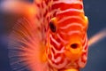 Discus Symphysodon, freshwater fish native to the Amazon River, in fishtank Royalty Free Stock Photo