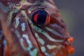 Discus Symphysodon, freshwater fish native to the Amazon River, in fishtank Royalty Free Stock Photo