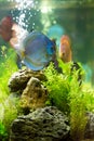 Discus Symphysodon, multi-colored cichlids in the aquarium Royalty Free Stock Photo