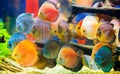 Discus Symphysodon, multi-colored cichlids in the aquarium Royalty Free Stock Photo