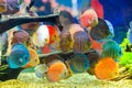 Discus Symphysodon, multi-colored cichlids in the aquarium Royalty Free Stock Photo