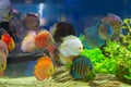 Discus Symphysodon, multi-colored cichlids in the aquarium Royalty Free Stock Photo
