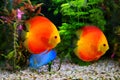 Discus Symphysodon, multi-colored cichlids in the aquarium, the freshwater fish native to the Amazon River basin Royalty Free Stock Photo