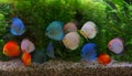 Discus Symphysodon, multi-colored cichlids in the aquarium, the freshwater fish native to the Amazon River basin Royalty Free Stock Photo