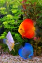 Discus Symphysodon, multi-colored cichlids in the aquarium, the freshwater fish native to the Amazon River basin Royalty Free Stock Photo