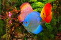 Discus Symphysodon, multi-colored cichlids in the aquarium, the freshwater fish native to the Amazon River basin Royalty Free Stock Photo