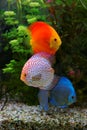 Discus Symphysodon, multi colored cichlids in the aquarium, the freshwater fish native to the Amazon River basin